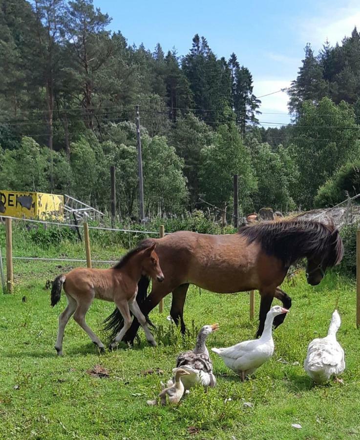 Stall Hav-Vik Farmstay Farsund Exterior photo